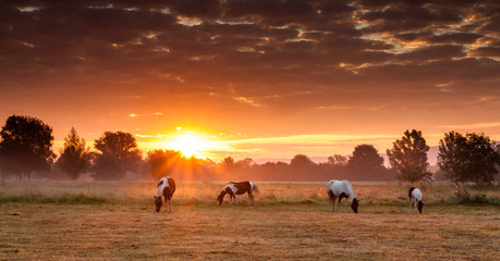 Sunrise on a field with four horses