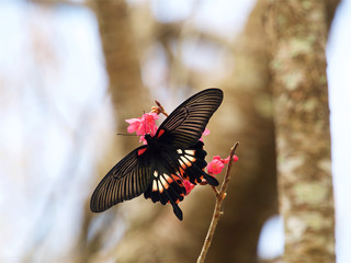 Papilio with Cherry blossoms,Taiwan