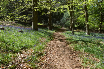 Bluebell  Forest trail -  Carpet of Flowers 