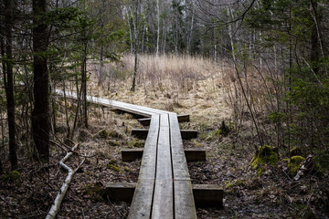 wooden footbridge in the bog