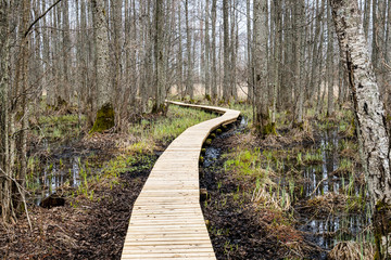 wooden footbridge in the bog