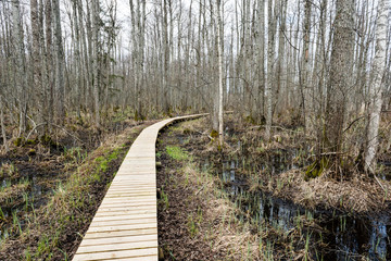 wooden footbridge in the bog
