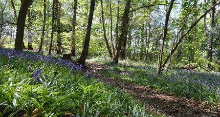 Bluebell  Forest trail -  Carpet of Flowers 