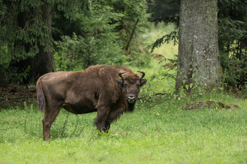 Bison européen