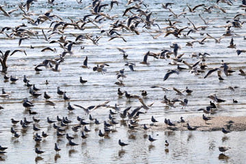Flock of seagulls on a beach. 