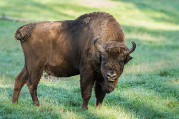 Bison européen