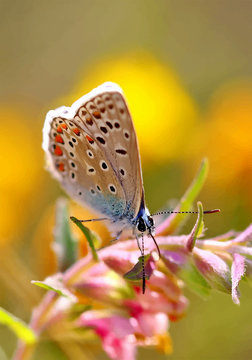 Butterfly on flower in summertime