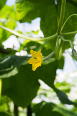 Tasty organic green cucumbers growth in big Dutch greenhouse, everyday harvest