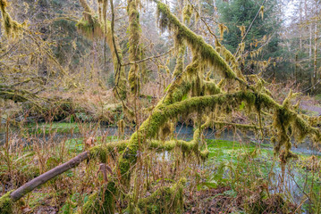 Scenic creek in the beautiful forest. Fallen logs in a forest swamp. Hoh Rain Forest, Olympic National Park, Washington state, USA 