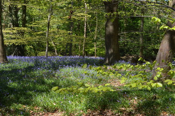 Bluebell forest trail