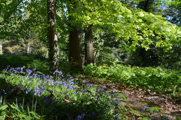 Bluebell forest trail