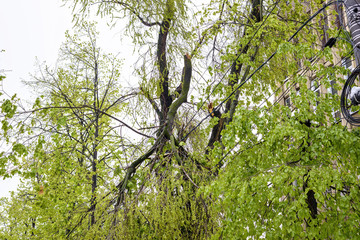 Heavy snow apocalypse in Moldova, frozen Chisinau city, on 20 and 21 of april 2017, spring anomaly, natural cataclysm, falling green trees disaster, general emergency state, exceptional situation