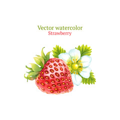Watercolor vector strawberry