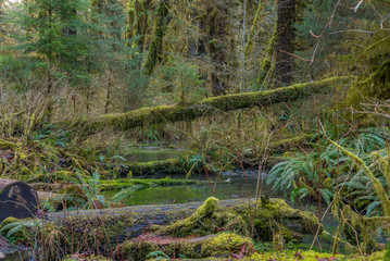 Scenic creek in the beautiful forest. Fallen logs in a forest stream. Hoh Rain Forest, Olympic National Park, Washington state, USA 