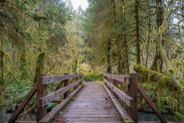 Fototapeta premium Wooden bridge on a background of the rain forest. Hoh Rain Forest, Olympic National Park, Washington state, USA 