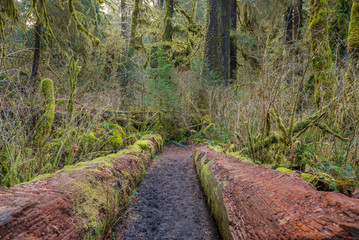 Huge logs overgrown with green moss and fern lie in the forest. Hoh Rain Forest, Olympic National Park, Washington state, USA 