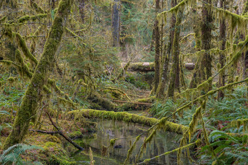 Scenic creek in the beautiful forest. Fallen logs in a forest stream. Hoh Rain Forest, Olympic National Park, Washington state, USA 