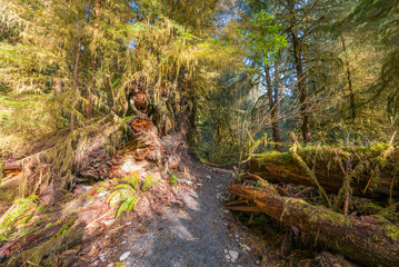 Many trees and mosses grow from and over the fallen tree trunks. Huge logs overgrown with green moss and fern lie in the forest. Hoh Rain Forest, Olympic National Park, Washington state, USA 