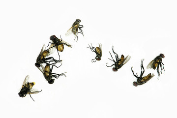 Dead fly isolated on white background.Animal fly collections. Fly dead on white background.