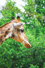 The giraffe (Giraffe) is mammal animal as extremely long neck and legs