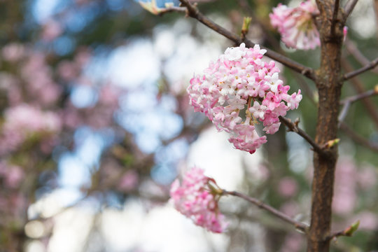 sakura blossom selective focus