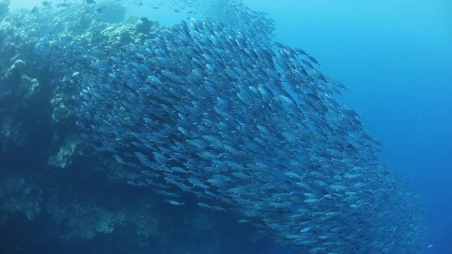 Schooling Fusiliers on Palau's Barrier Reef