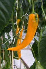 Tasty organic sweet paprika growth in big Dutch greenhouse, everyday harvest.