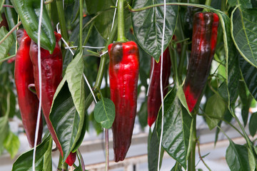 Tasty organic sweet paprika growth in big Dutch greenhouse, everyday harvest.