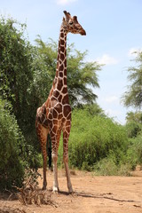 Giraffe in Samburu National Reserve