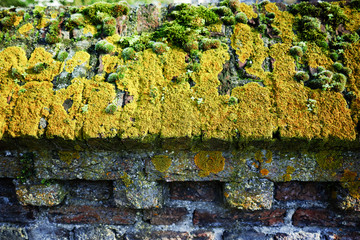 Old red brick church wall with green moss close-up