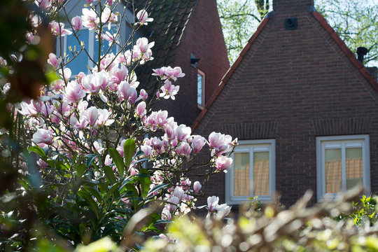 Spring blossom pink Magnolia stellata with big flowers