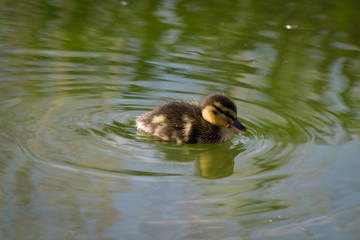 Young mallard duckling