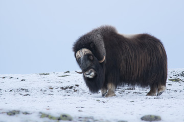 Muskox