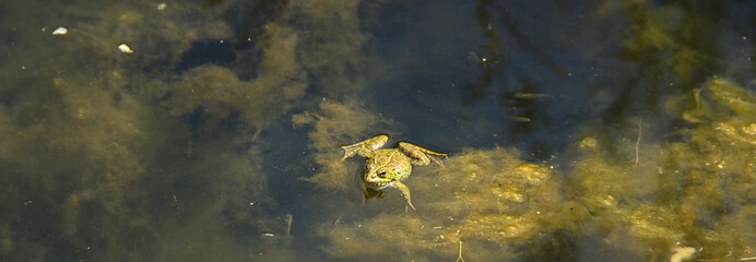 frog in the pond water