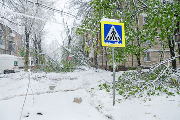 Chisinau, Republic of Moldova - April 20, 2017: Tree branch with green spring leaves broken by heavy snow, in dormitory area