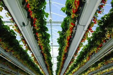 Tasty organic strawberry growth in big Dutch greenhouse, everyday harvest.