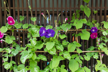 Violet Morning glory flowers in summer. 
