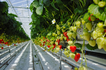 Tasty organic strawberry growth in big Dutch greenhouse, everyday harvest.