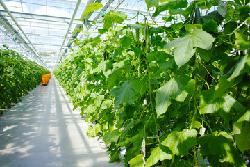 Tasty organic green cucumbers growth in big Dutch greenhouse, everyday harvest