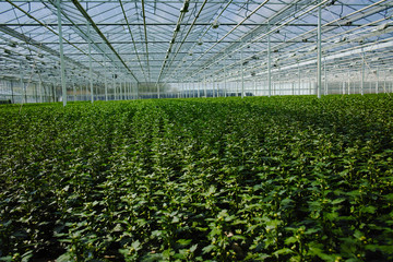 Chrysanthemum flowers growth in huge Dutch greenhouse, flowers for shops and auctions