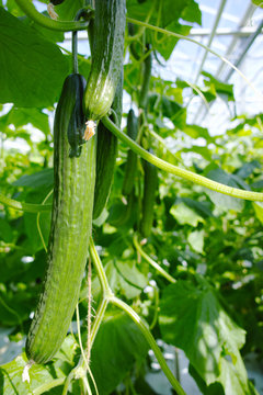 Tasty organic green cucumbers growth in big Dutch greenhouse, everyday harvest
