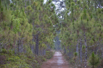 Walkway with tree in wild, Beauty nature scene.