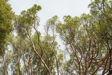 Trunks and crowns of trees in the Botanical Garden of Genoa Italy
