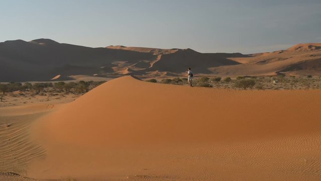 Tourist walking on the scenic dunes of Sossusvlei, Namib desert, Namib Naukluft National Park, Namibia. Afternoon light. Adventure and exploration in Africa.
