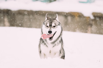 Young Husky Dog Play, Run Outdoor In Snow, Winter