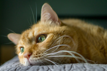 orange tabby cat with green eyes closeup