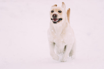 Labrador Dog Play Run Outdoor In Snow, Winter Season