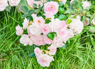 Branch pink large-flowered climbing roses lying on the grass