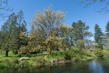 Black Lake Meadows