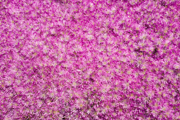 Pink Flowers Background Structure